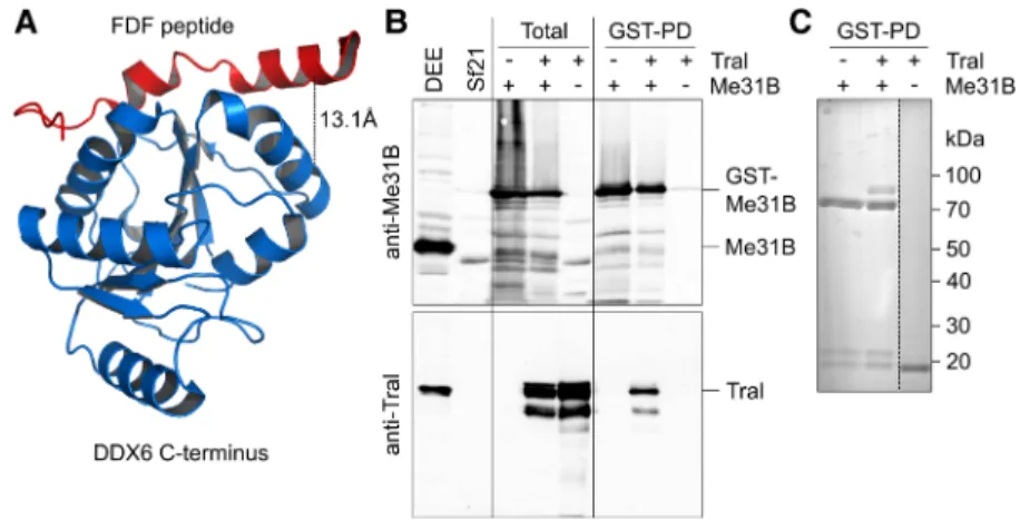 FIGURE 6. Me31B and Tral form a complex. (A) Structure of a complex between the C-terminal domain of DDX6 and an EDC3 peptide containing the FDF motif (PDB 2WAX) (Tritschler et al.