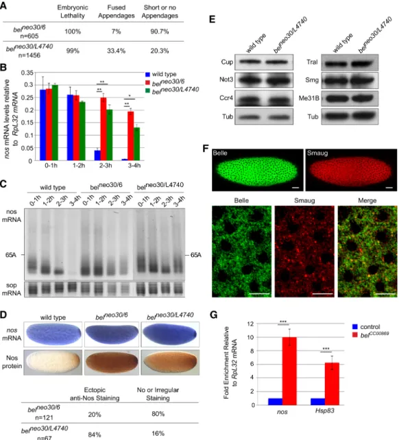 FIGURE 7. Bel is required for nos mRNA translational repression in vivo. (A) Phenotypic quantification of embryos coming from bel neo30/6 or bel neo30/L4740