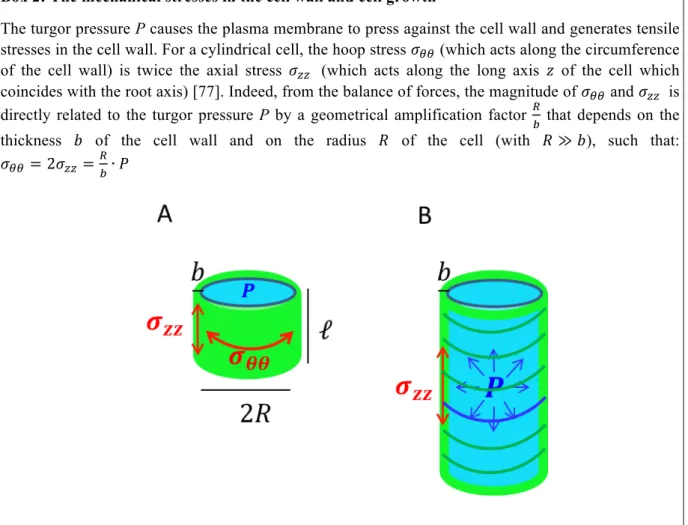 Fig. 5: (A) Schematic diagram of a plant cell represented as a cylindrical shell of radius R, length ℓ