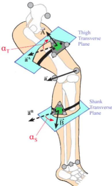 Figure 3. Illustration of the circumferential angle of the IMU (green) on the thigh (α T ) and shank (α S )