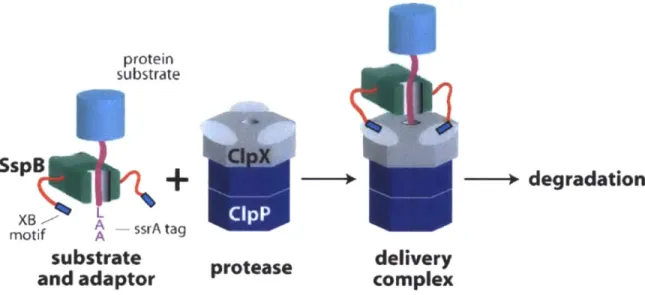 Figure  6.  Schematic of a  tethering  reaction  mediated  by  the  adaptor  SspB  and  the proteolytic machine  CIpXP