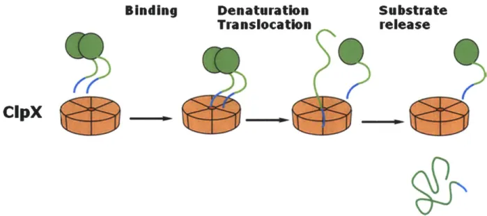 Figure  7.  Schematic of a  disassembly reaction  by  CIpX.  In this figure, CIpX 6  (in orange)  is shown disassembling  a  dimeric  substrate  by  binding  to  the  degradation  tag  on  one  subunit  and unfolding  it