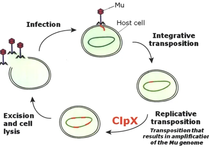 Figure 8.  Simplified  representation  of the  life cycle of phage  Mu.  Phage  Mu  infects its host and integrates into  the genome  via  a  process  known  as integrative transposition