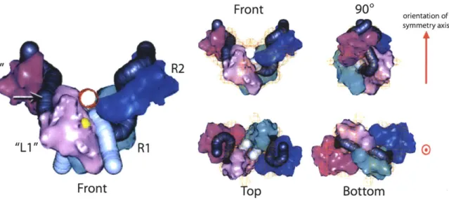 Figure  10.  The  transpososome  is  an  asymmetric  structure.  Shown  is  a  20A  cryoelecton microscope  structure of a  transpososome  assembled  on two  right ends  (&#34;L2&#34;  is  an  R2  site,  &#34;Li&#34;
