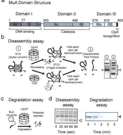 Figure 1: Schematic of Degradation  and Disassembly Reactions  and Assays