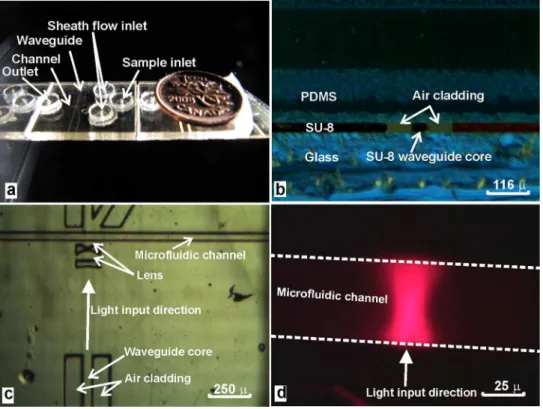 FIG. 6. SU-8 microfluidic-photonic integrated device sealed with PDMS. (a) the whole device; (b) the diced cross-section of waveguide; (c) top view of the device; (d) fluorescent image excited by the input laser.