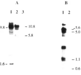 Fig. I. Southern analysis of TL- and TR-DNA in transformed rapeseed clone Rd l.^l, Genomic DNA was digested with BamHl (Panel .\