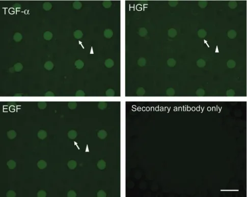 FIG. 3. Primary hepatocytes retain autocrine growth factors in  micro-patterned wells