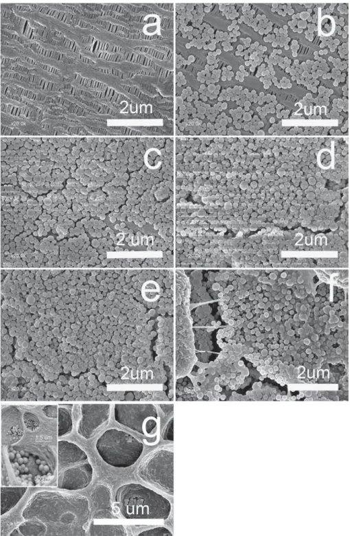 Fig. 4. SEM images of separator surface with and without SiO 2 particles coating. (a) Without coating, (b) 8%, (c) 20%, (d) 27%, (e) 45%, (f) 55%, and (g) 63% coating gain.