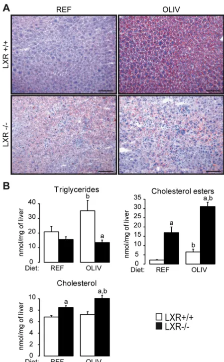 Fig 1. High oleic acid diet induces hepatic steatosis in LXR+/+ but not in LXR-/- mice