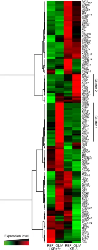 Fig 2. High oleic acid diet modulates hepatic gene expression. Hepatic gene expression of 142 genes related to lipid metabolism, nuclear receptor signaling and inflammation were quantified by qPCR from liver of LXR+/+ and LXR-/- mice fed the REF or the OLI