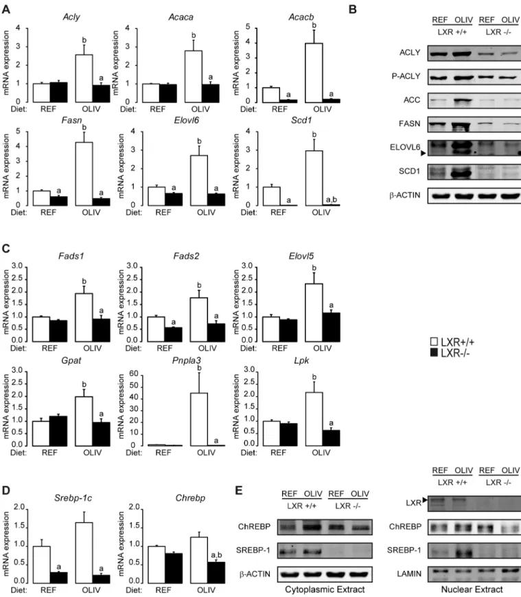 Fig 3. LXR mediate the induction of lipogenesis induced by an oleic acid-rich diet. (A) Hepatic Acly, Acaca, Acacb, Fasn, Elovl6, Scd1 mRNA levels quantified by qPCR