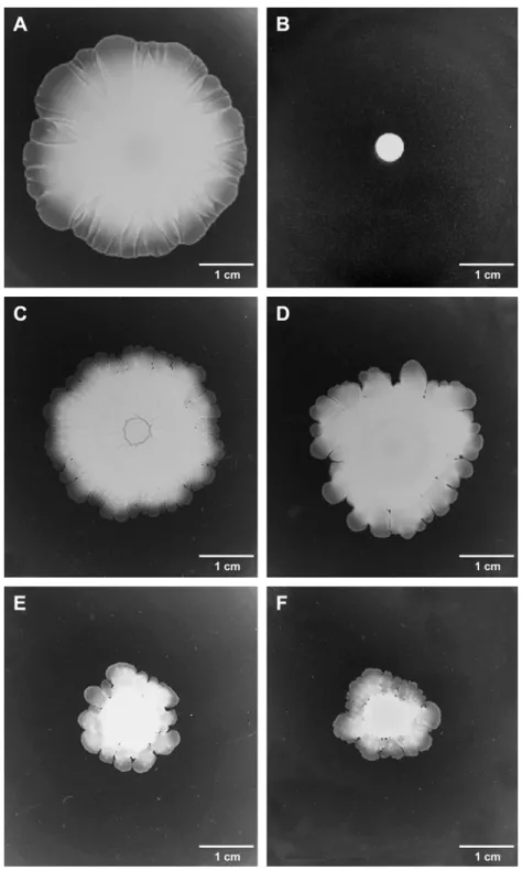 Fig. 1. Surface colonization by S. xylosus strains on low-agar medium plates. Two ml of overnight cultures were spotted in the center of 0.4% agar BHI medium and incubated at 25 ! C for 16 h