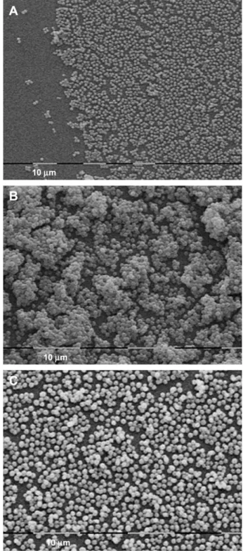 Fig. 2. Electron microscopic observations of the edge (A) and median growth area of a giant colony of S