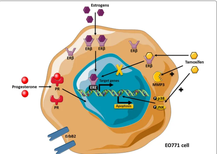 Fig. 5  The EO771 phenotype and their sensitivity to tamoxifen. EO771 cells express ERβ, PR and HER2