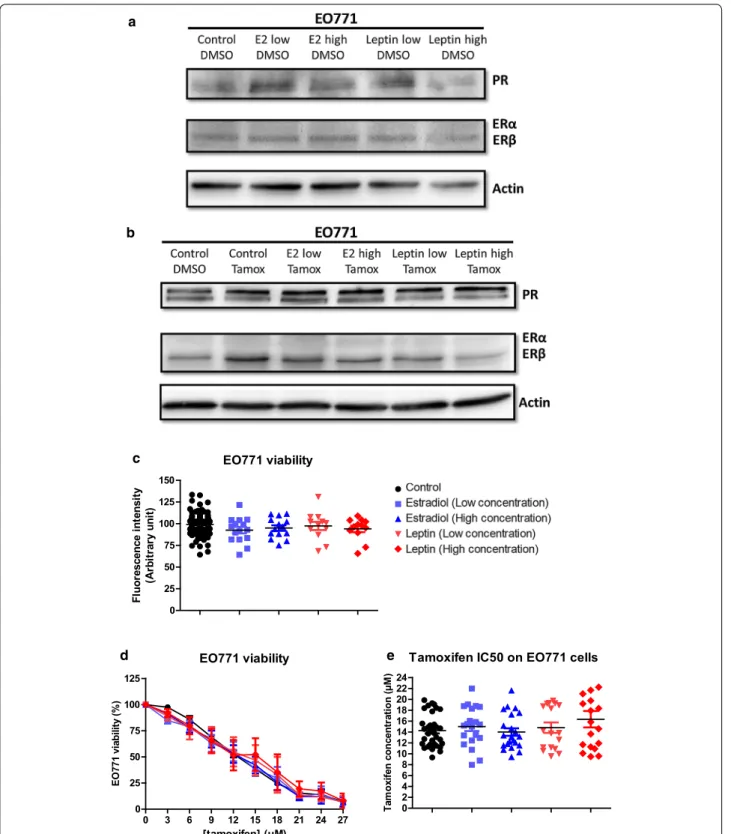 Fig. 3  Estradiol and leptin do not influence EO771 cell phenotype and viability. a, b ERα, ERβ and PR protein levels was assayed by western blot  on EO771 cells (representative of 3 experiments) and normalized to the actin protein levels in presence of es