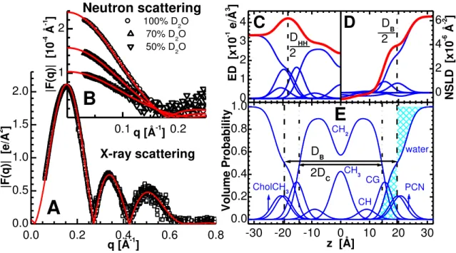 Figure  1:  An  illustration  of  lipid  bilayer  structure  determination  through  the  simultaneous  analysis of X-ray and neutron scattering data obtained from POPC bilayers at 30 o C