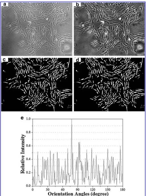 FIG. 3. The steps of BEAS method for quantify cell alignment are  il-lustrated using an image of  cul-tured smooth muscle cells