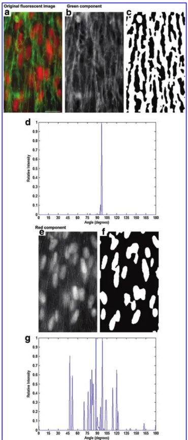 FIG. 4. Quantification of the cytoskeletal and nuclear alignment of cells stained with fluorescent dyes