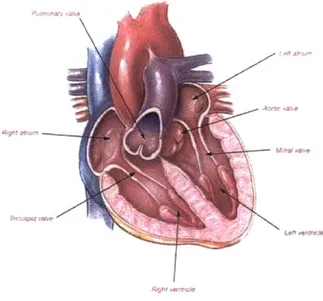 Figure  2-1:  Chambers  and  Valves  of the  Heart