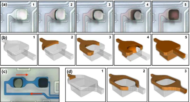 Fig.  5  shows  an  example  of  a  typical  DNA  immobilization  assay  in  which  a  3D  microfluidic  device  has  been  used  to 