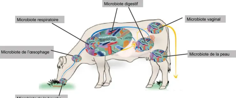 Figure 1.  Les principaux microbiotes des ruminants caractérisés par l’abondance des différents phylums bactériens.
