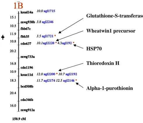 Figure 3 : Nine albumins/globulins of the wheat kernel that were segregating in the ITMI  progeny were mapped on chromosome 1B