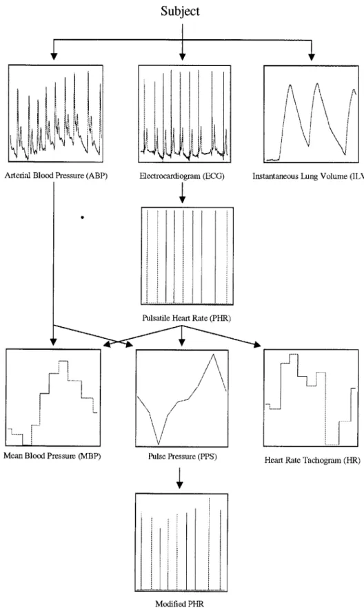 Figure 2-4:  Relationship  between  cardiovascular  signals  analyzed  by  CSI.