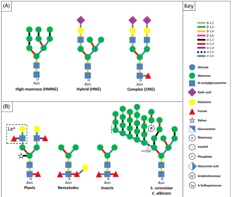 Fig. 1. Eukaryotic N-glycan structures. (A) Structure of the three classes of mature N-glycans