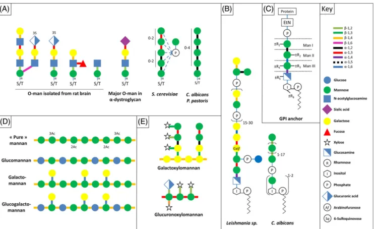 Fig. 2. Structures of other eukaryotic mannosides. (A) Structure of eukaryotic O-mannans