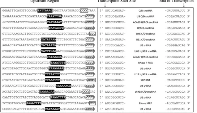 Figure 1. Encephalitozoon cuniculi ncRNAs validated by 5 0 and 3 0 RACE-PCR and their potential regulation signals