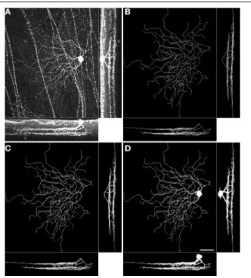 FIGURE 1 | Volumetric reconstruction of a BDa neuron starting from a trace. Maximum intensity projections of the raw image stack (A), the manually traced arbor (B), the inflated trace after one round of topologically constrained inflation (C), and the infl
