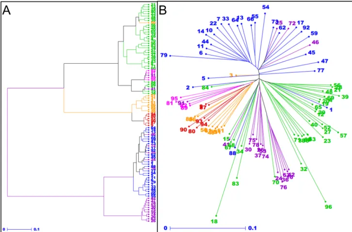 Fig 3. Phylogenetic relationships between 96 wheat accessions. (A) Ward dendrogram showing phylogenetic relationships between wheat accessions revealed by PHR and OTV SNPs