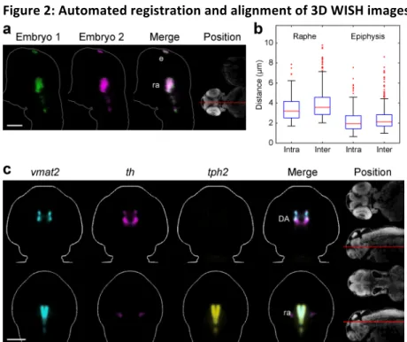 Figure 2: Automated registration and alignment of 3D WISH images. 