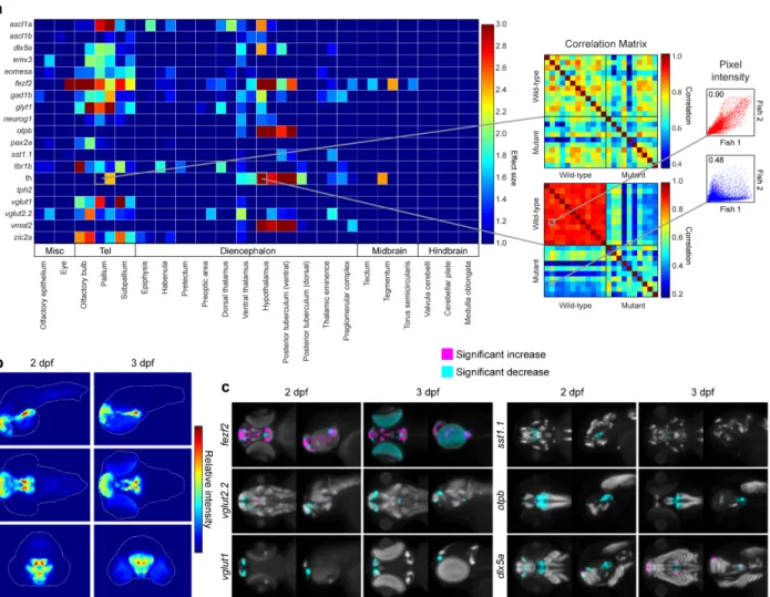 Figure 3: Automated detection and statistical quantification of fezf2 mutant deficits