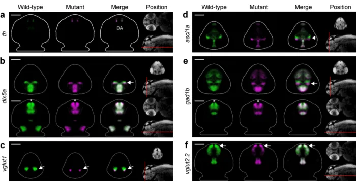 Figure 5: Fezf2 mutants exhibit telencephalic glutamatergic deficits during early development