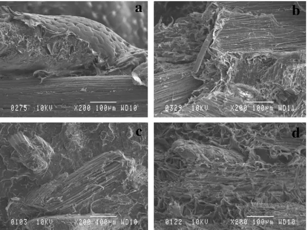 Figure 8. SEM images of composites: a. PPFS, b. PPEFS, c. PPFS30E, d. PPEFS30E. 
