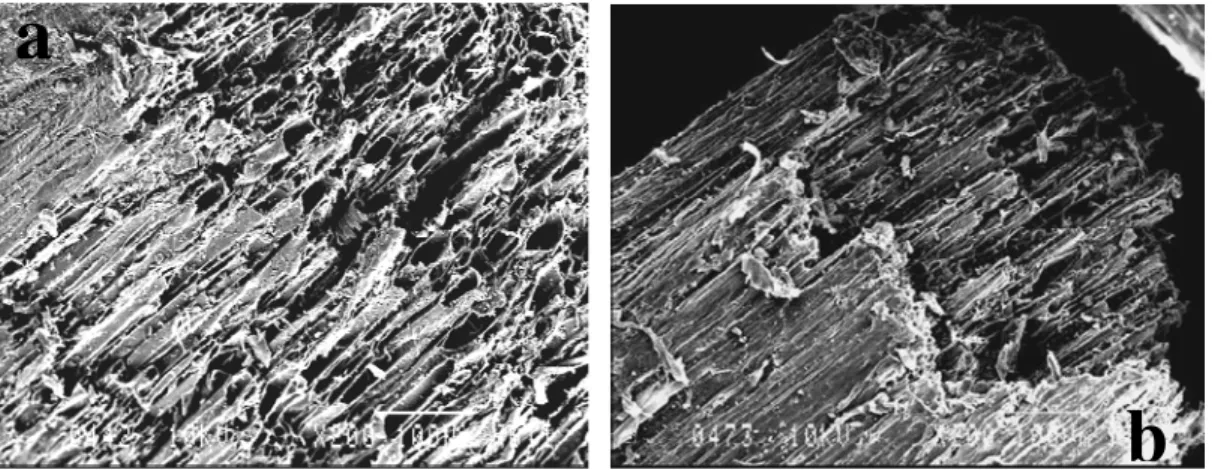 Figure 2. SEM images of (a) FS and (b) EFS.