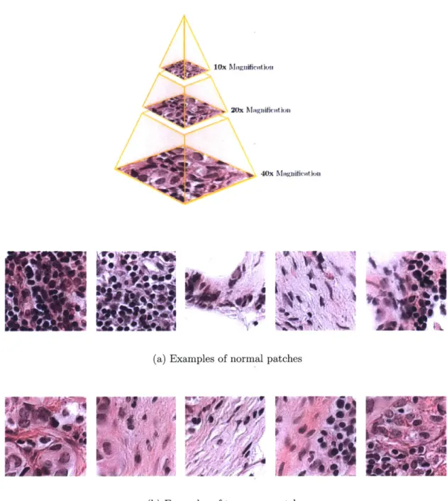 Figure  3-3:  Slide  samples  at  highest  magnificationFigure  3-2:
