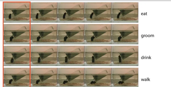 Figure S3:  Single frames are ambiguous. Each row corresponds to a short video clip. While the leftmost frames  (red  bounding  box)  all  look  quite  similar,  they  each  correspond  to  a  different  behavior  (text  on  the  right  side)