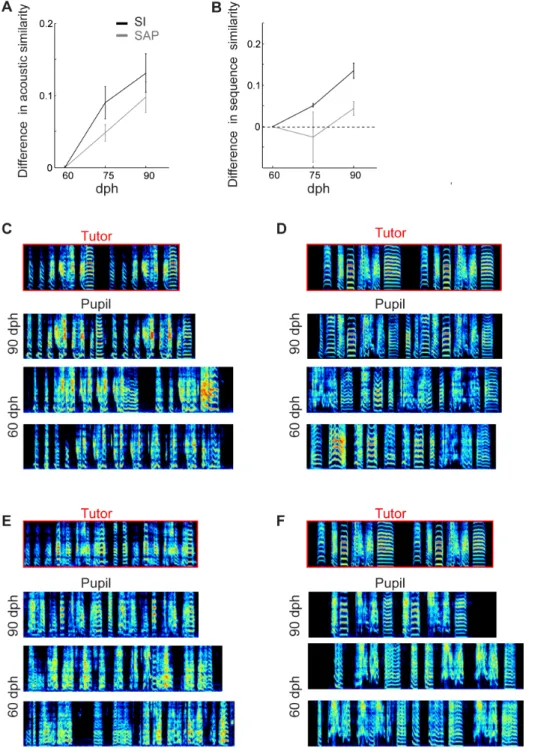 Figure 5. Changes in acoustic and sequence similarity through vocal learning. Quantification of tutor imitation in a set of four juvenile birds at early, middle and late stages of vocal learning