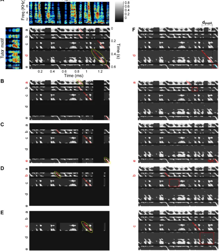 Figure 3. Computation of acoustic and sequence similarity from the similarity matrix. A) Pupil song segment (spectrogram at top), tutor motif (at left) and matrix of similarities between all time points in the two songs