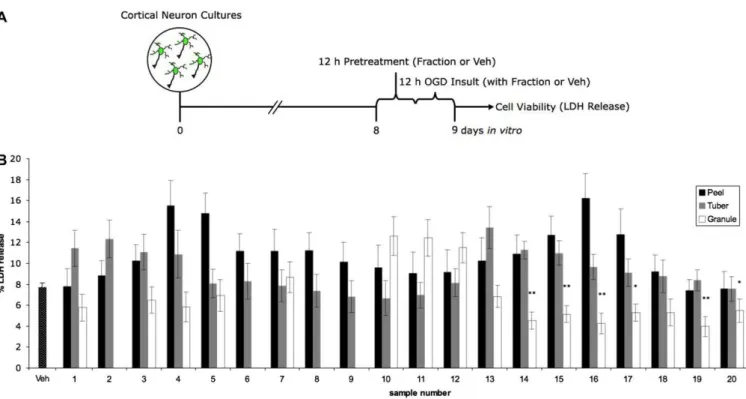Fig. 5. In vitro protective effect of potato extracts in cortical neurons. (A) experiment timeline depicting fraction and OGD treatments on cortical neuron cultures