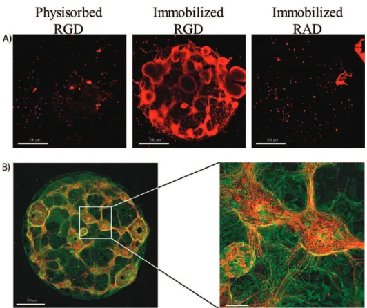 Figure 7. Proof-of-concept demonstration of chemical patterning of ﬂ uorescently labeled (Alexa ﬂ uor 555) poly- D -lysine using conventional photolithography, followed by culture of cryopreserved rat cortical neurons (QBM)