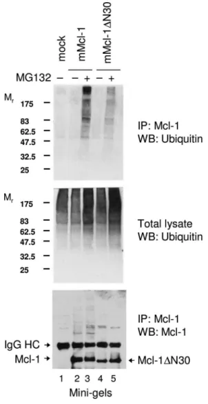 FIGURE 5. N terminus of Mcl-1 promotes ubiquitylation at steady state.