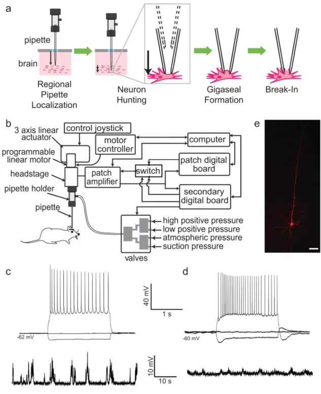 Figure 1. The autopatcher: a robot for in vivo patch clamping