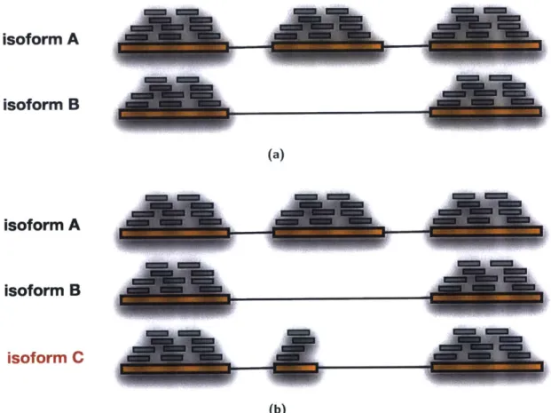 Figure  1-7:  Gene  level  quantification  can  introduce  errors.  a)  Quantification  at  the  gene level  can  introduce  quantification  errors