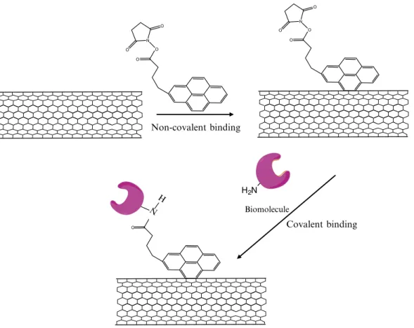 Fig. 1. Noncovalent functionalization of single-walled carbon nanotubes (SWCNTs). The bifunctional molecule, 1-pyrene- 1-pyrene-butanoic acid, succinimidyl ester is irreversibly absorbed to SWCNTs since the pyrenyl group interacts strongly with the  hydrop