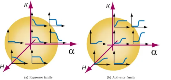 Figure 6. Diagrammatic representation of representative variants for repressors and activators along parameters H, K, and a characterizing the behavior of the sigmoidal curve