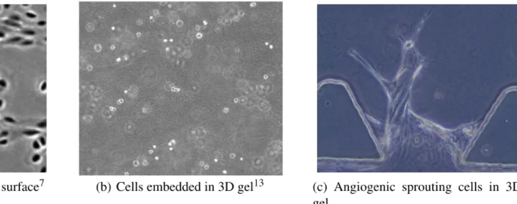 Figure 1. Image examples for cell detection.